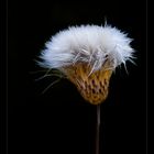 cirsium vulgare