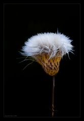 cirsium vulgare