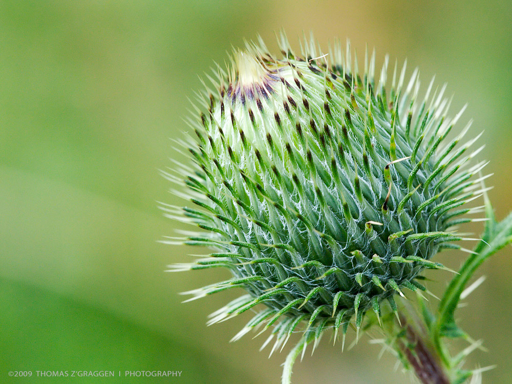 Cirsium Vulgare (Gemeine Kratzdistel)