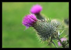 Cirsium vulgare (Gewöhnliche Kratzdistel)