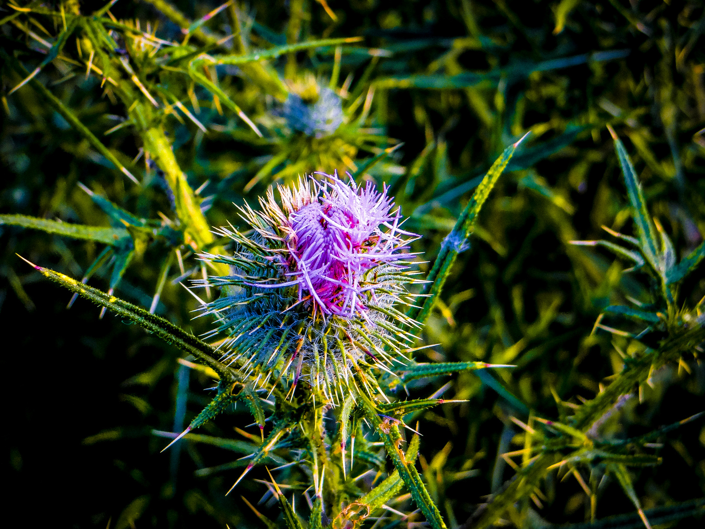 Cirsium vulgare habitus, Gewöhnliche Kratzdistel