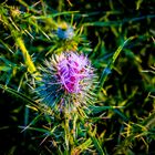 Cirsium vulgare habitus, Gewöhnliche Kratzdistel