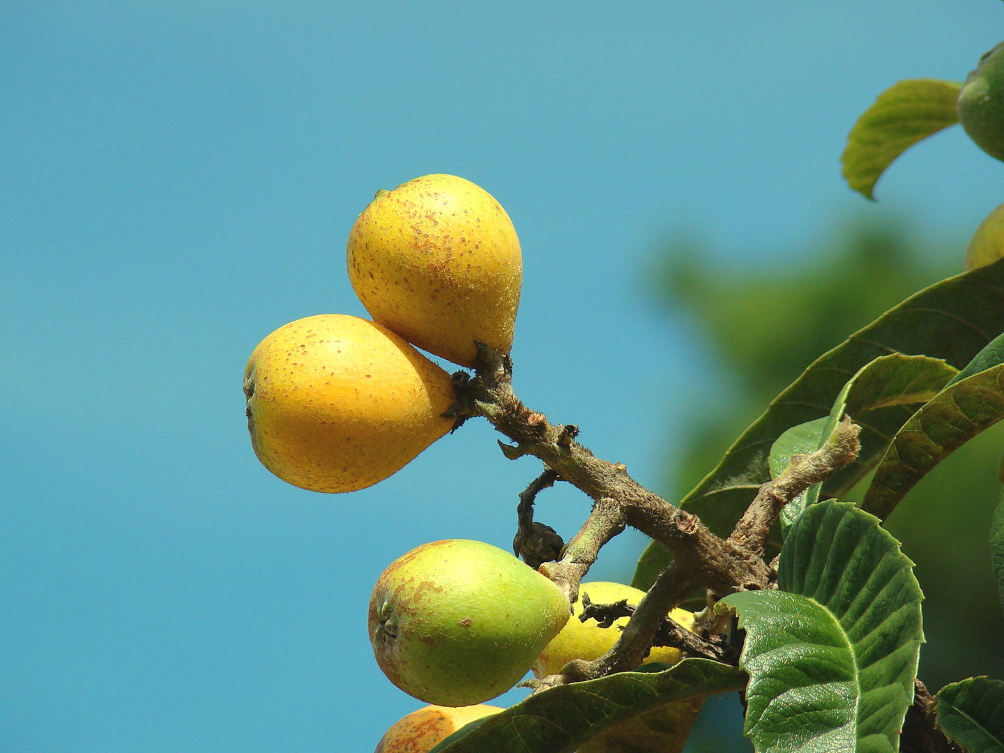 Ciruela Japonesa