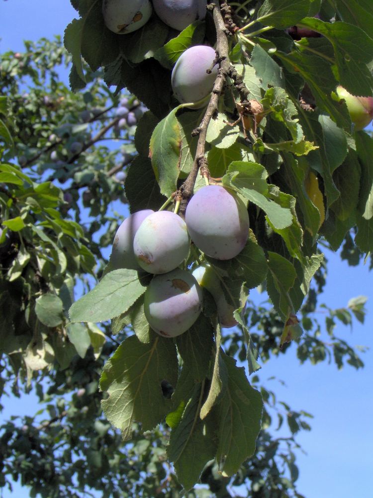 Ciruelas maduras