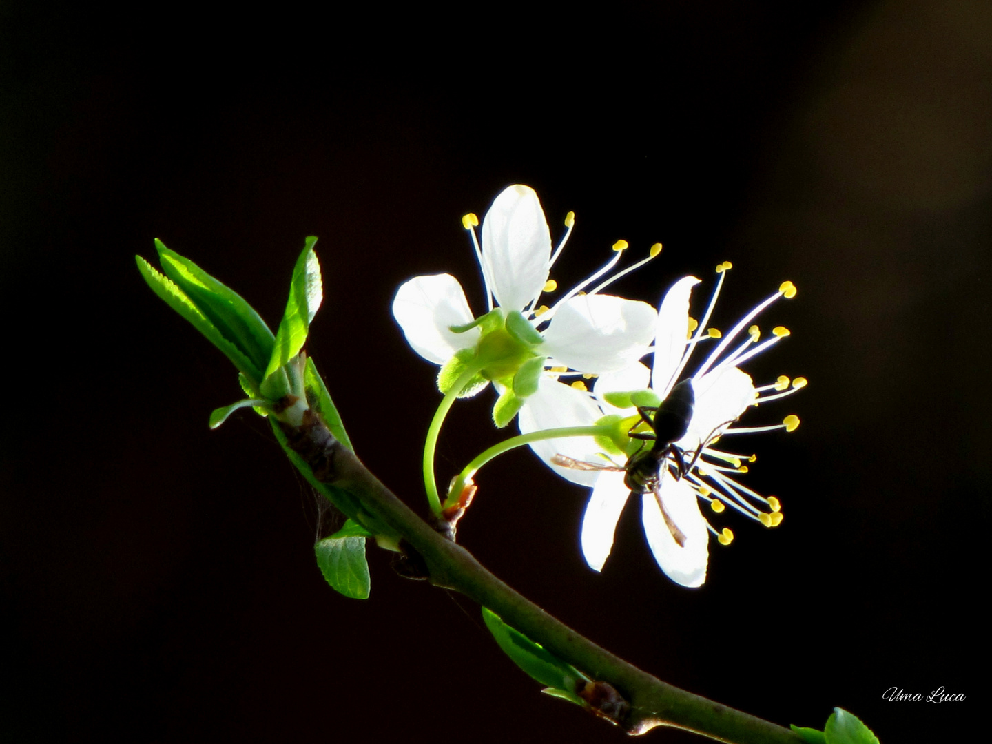 Ciruelo en flor