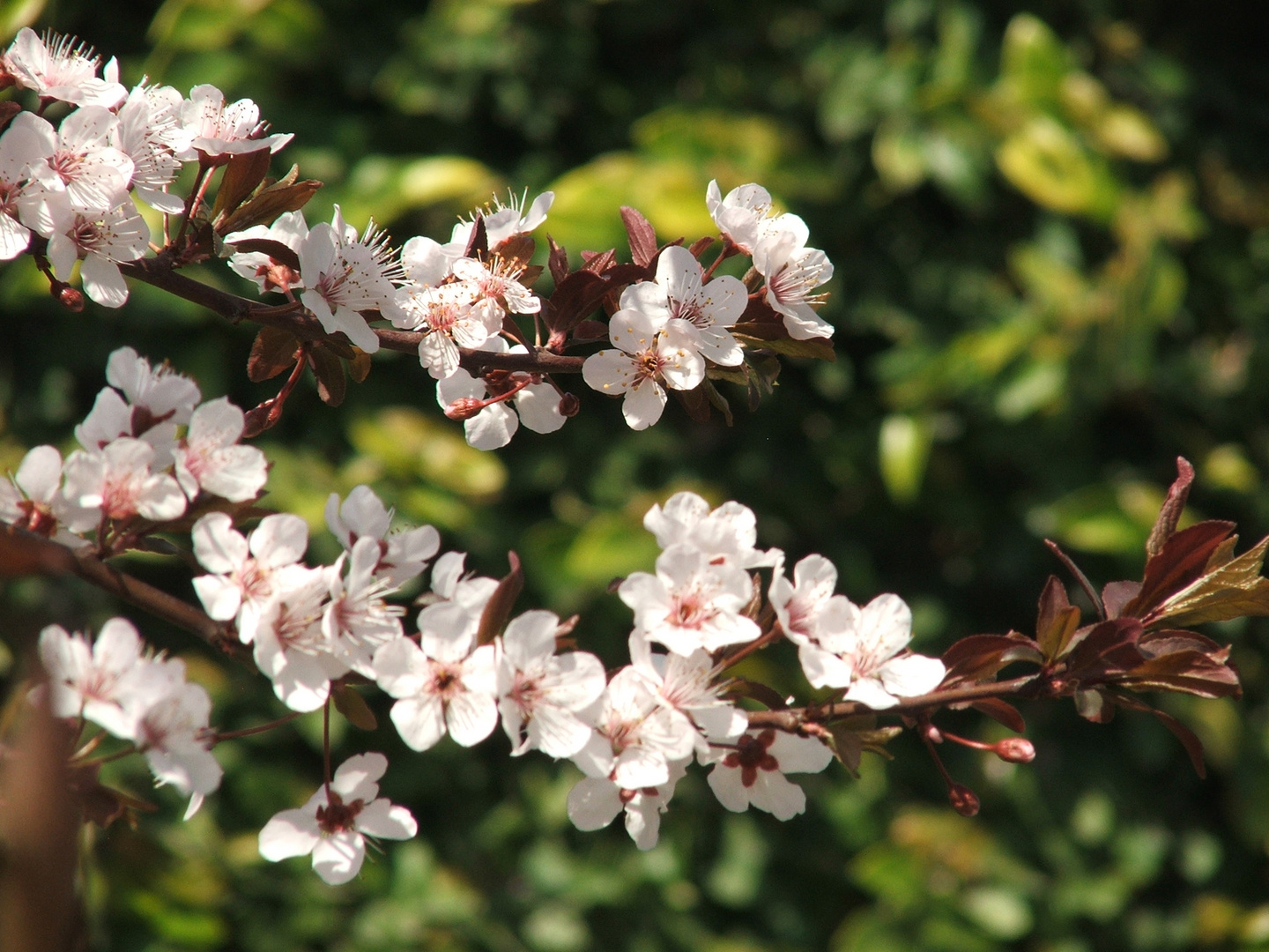 Ciruelo en flor