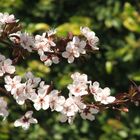 Ciruelo en flor