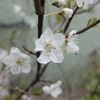 CIRUELOS EN FLOR