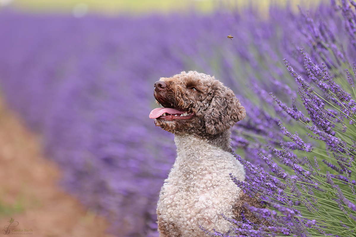 Cisco und die Biene im Lavendel