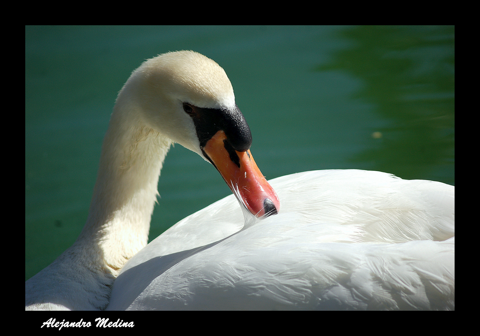 Cisne 1