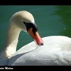 Cisne 1