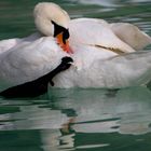 CISNE