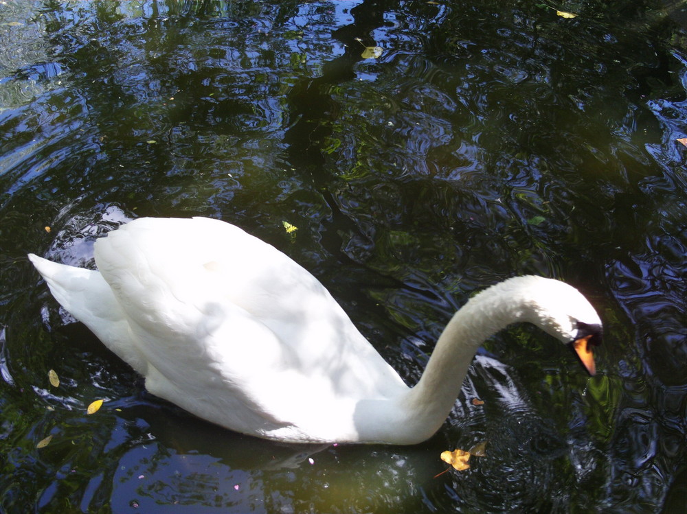 cisne