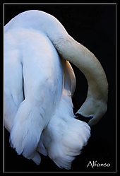 cisne