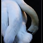 cisne