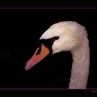 Cisne