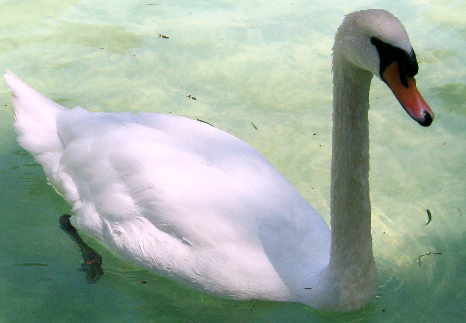 Cisne