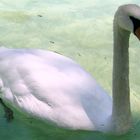 Cisne