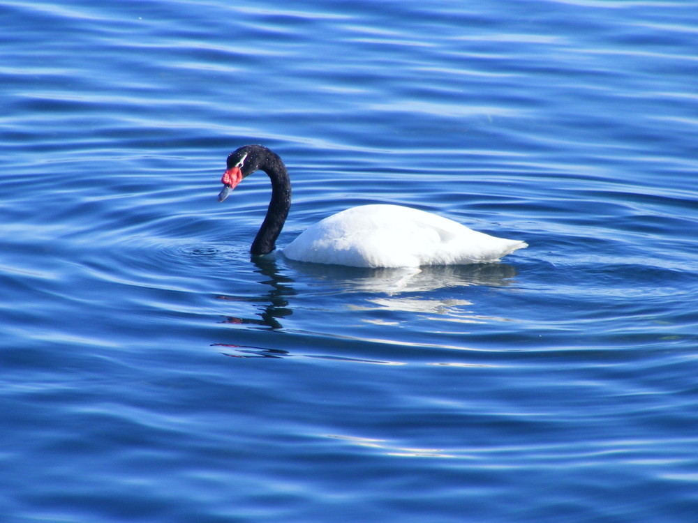 cisne