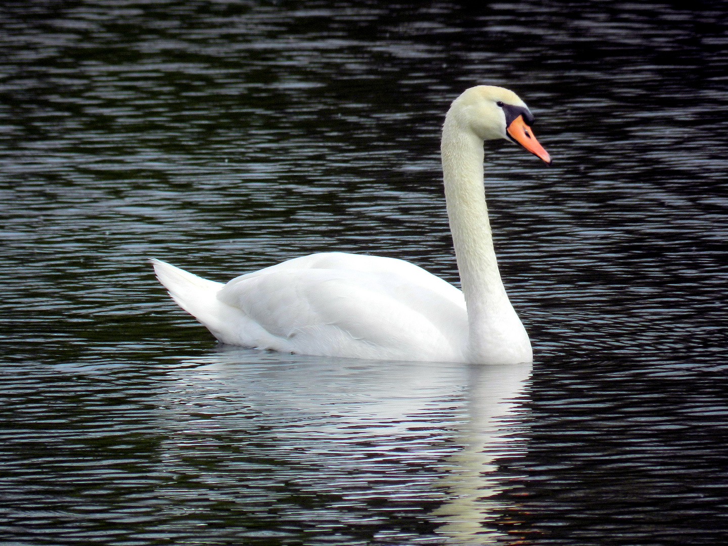 cisne