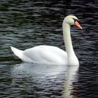 cisne