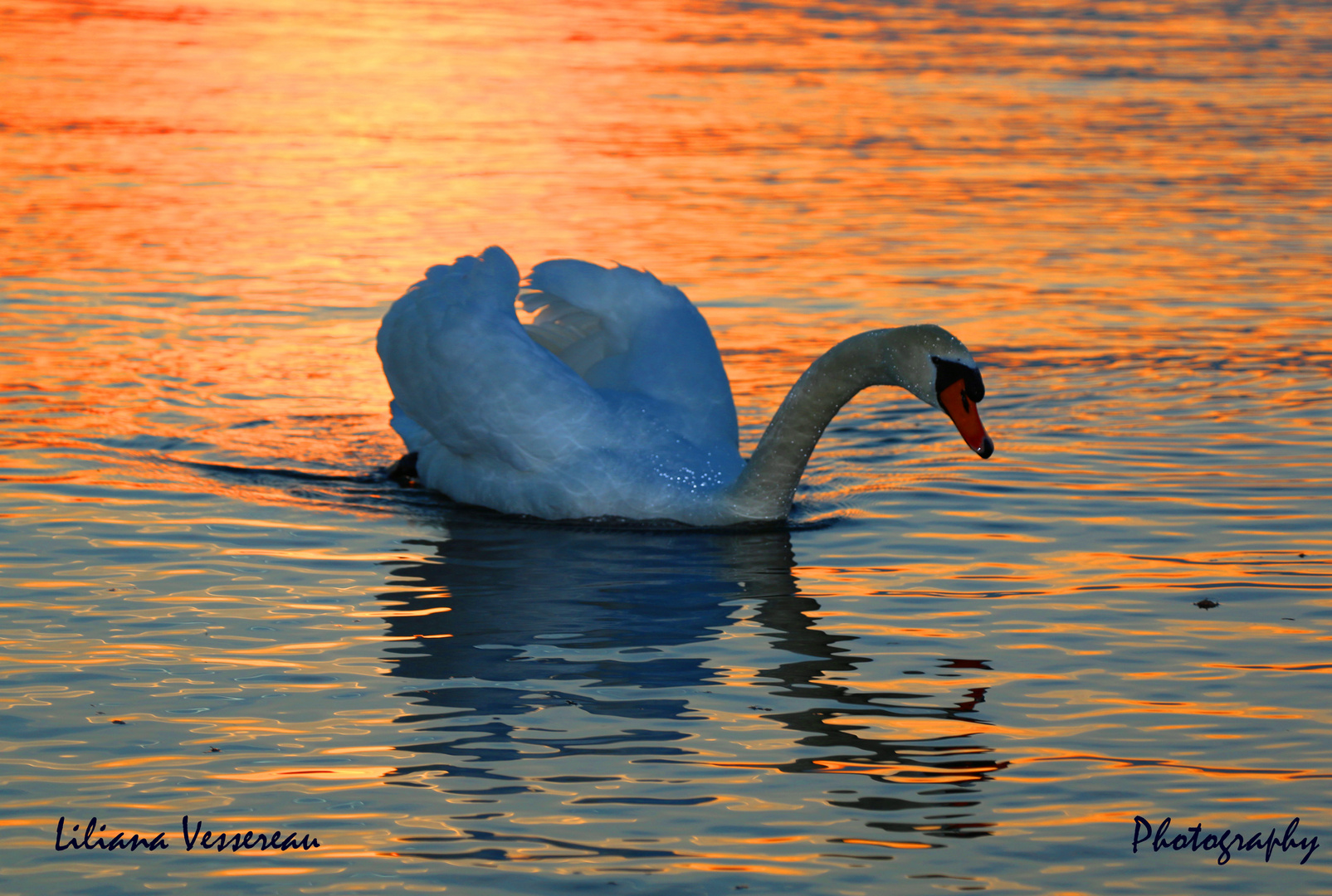 Cisne