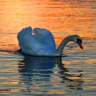 Cisne