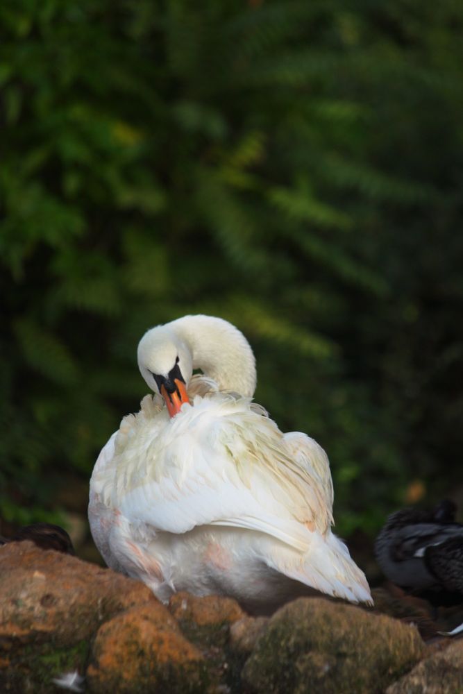 cisne acicalándose