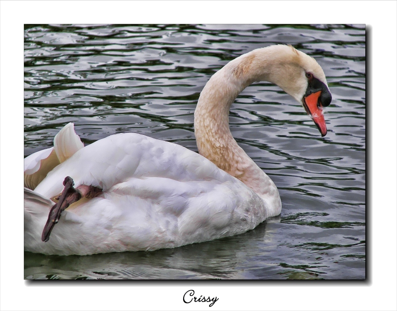 Cisne blanco