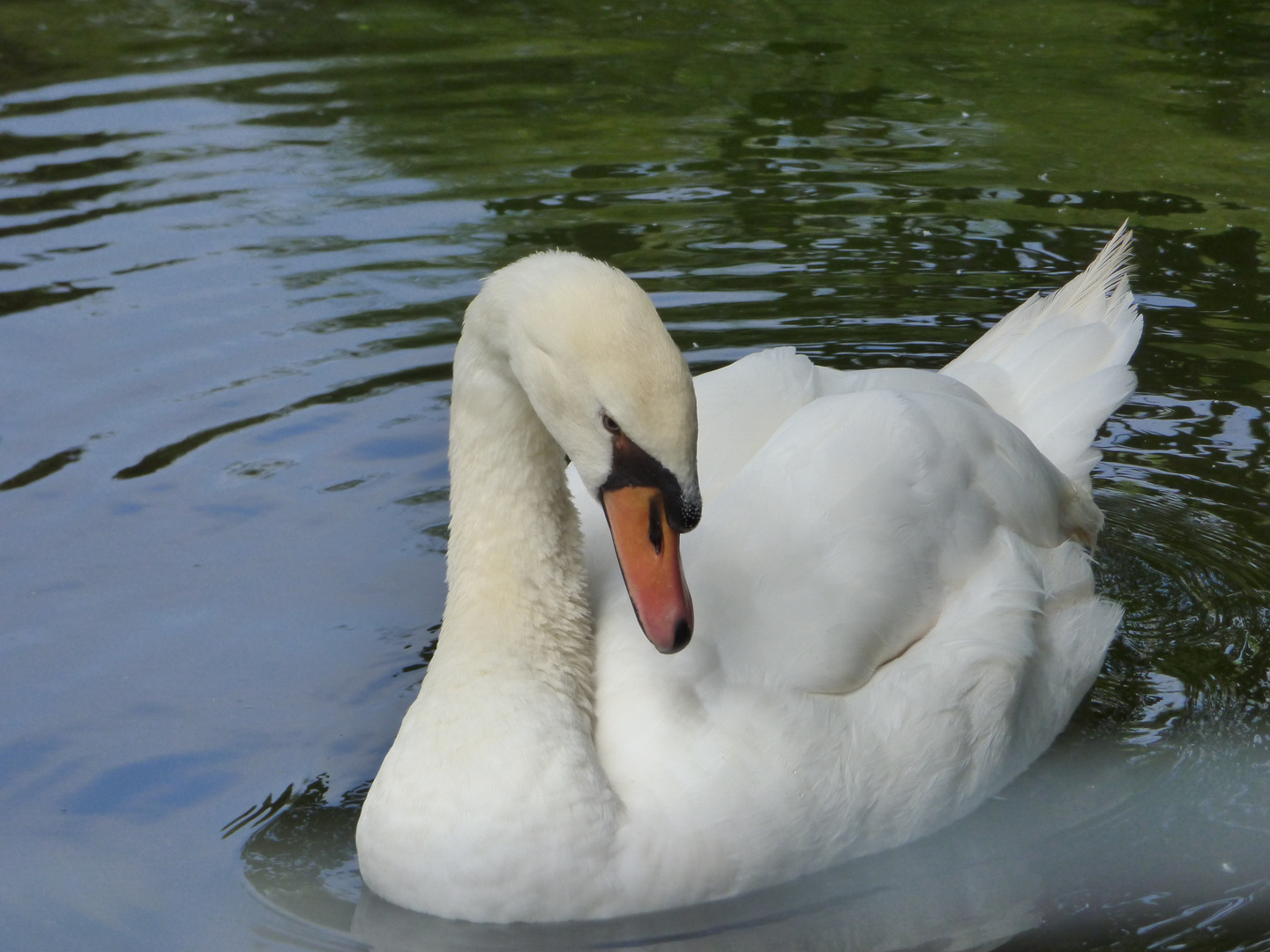 cisne blanco