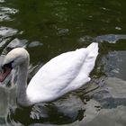 CISNE BLANCO...FERNANDO LÓPEZ   fOTOGRAFÍAS...