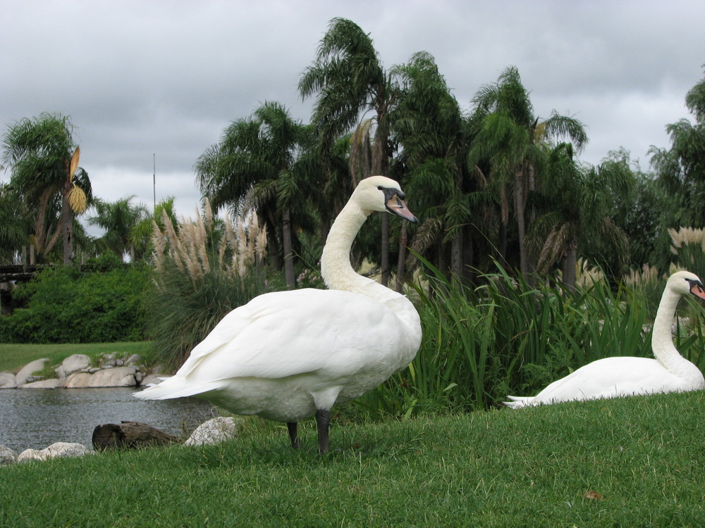 Cisne comun (Cygnus olor)