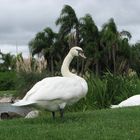 Cisne comun (Cygnus olor)