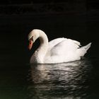 Cisne