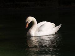 Cisne