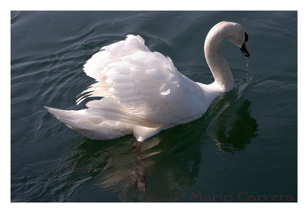 cisne