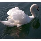 cisne