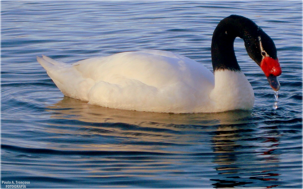 Cisne de cuello negro