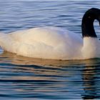 Cisne de cuello negro