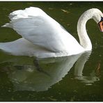 Cisne de Palma