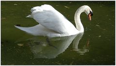 Cisne de Palma