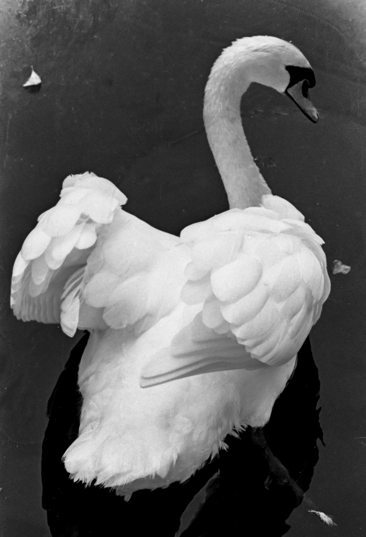 CISNE DEL PARQUE DE ROSALIA DE CASTRO.Lugo