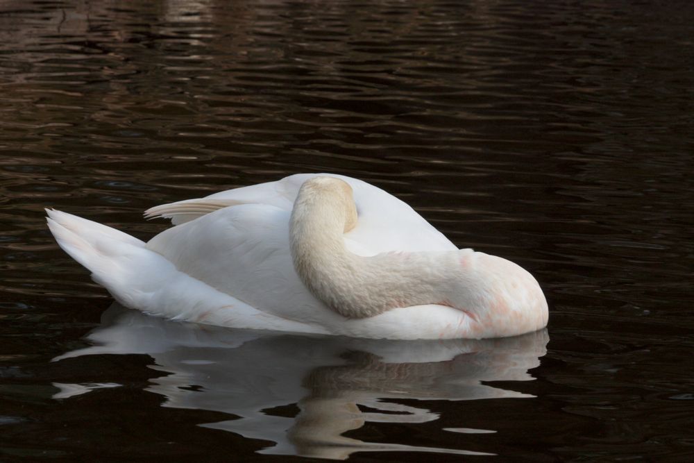 cisne durmiendo