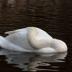 cisne durmiendo