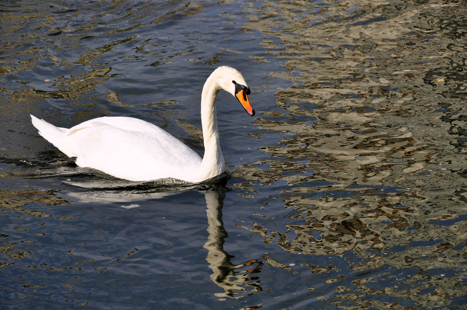 cisne