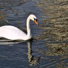 cisne