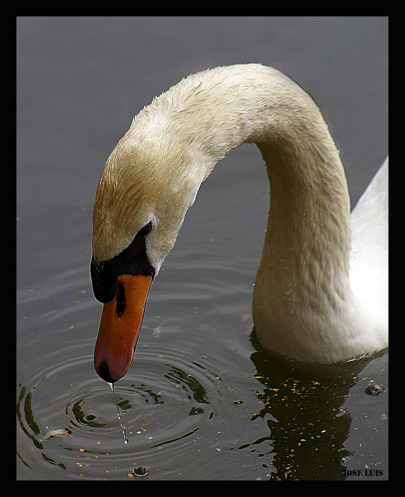 CISNE EN EL AGUA II