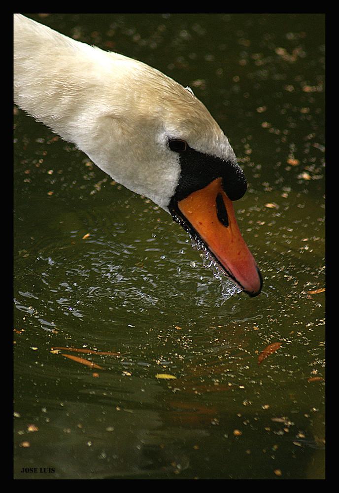 CISNE EN EL AGUA III