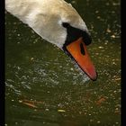 CISNE EN EL AGUA III