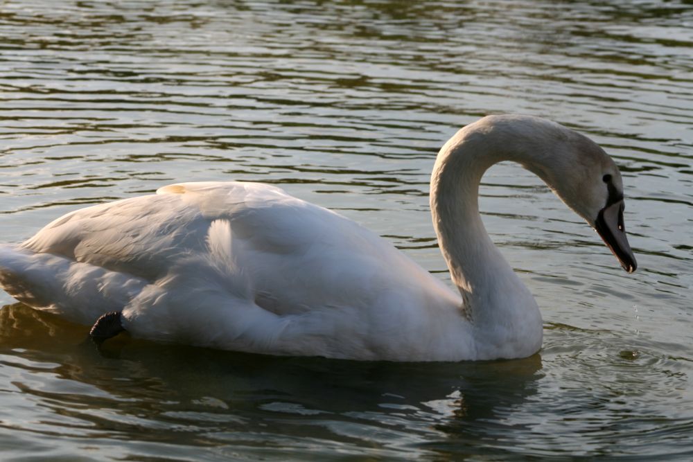 Cisne en el lago